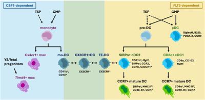 Evaluating in vivo approaches for studying the roles of thymic DCs in T cell development in mice